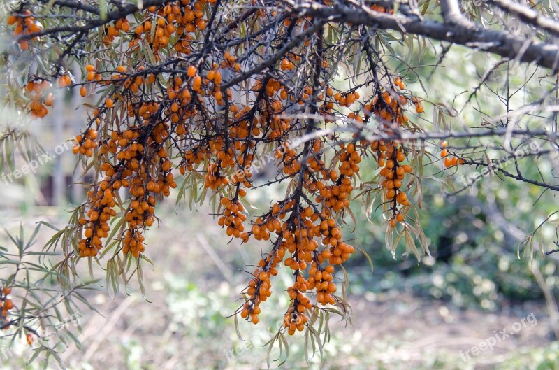 Sea Buckthorn Shrub Berry Leaves Closeup