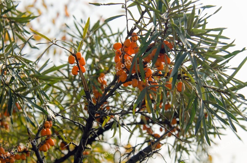 Sea Buckthorn Shrub Berry Leaves Closeup