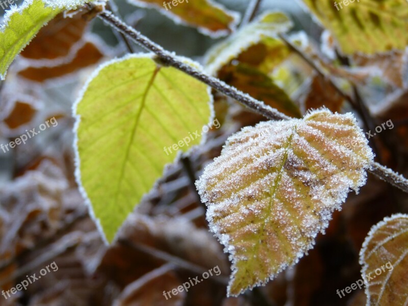 Beech Frost Hoarfrost Nature Leaves