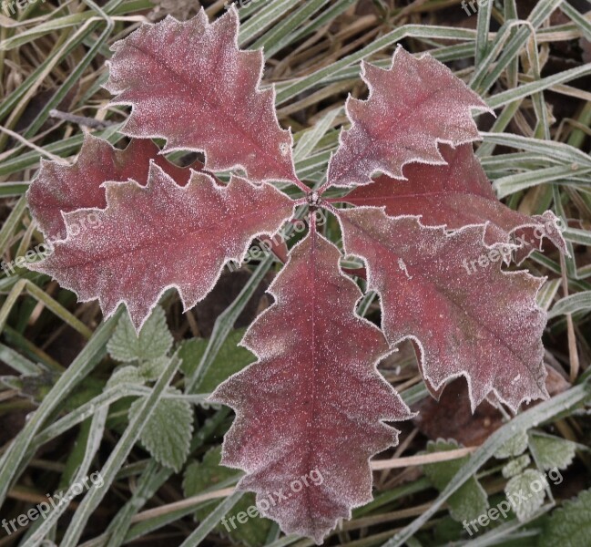 American Red Oak Oak Red Oak Frost Frozen