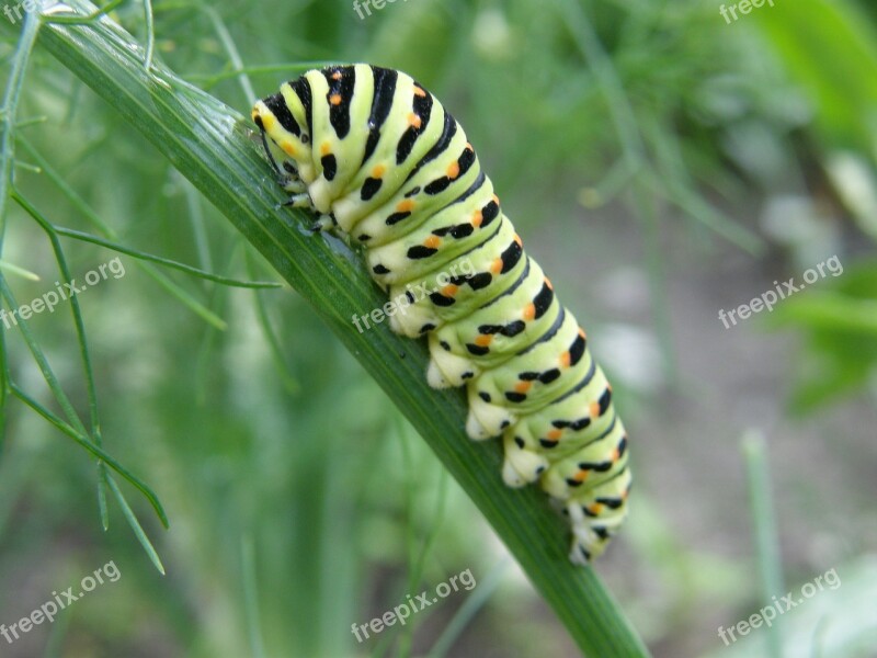 Caterpillar Dovetail Nature Garden Close Up