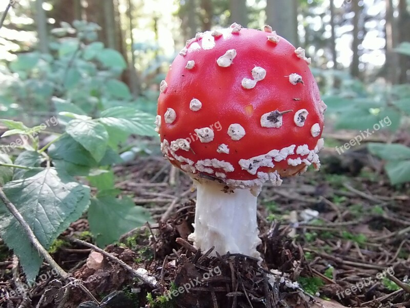 Fly Agaric Forest Red Nature Forest Floor