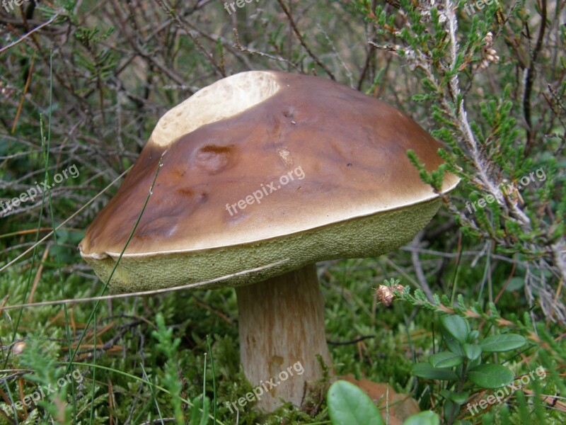 Mushroom Forest Moss Autumn Nature