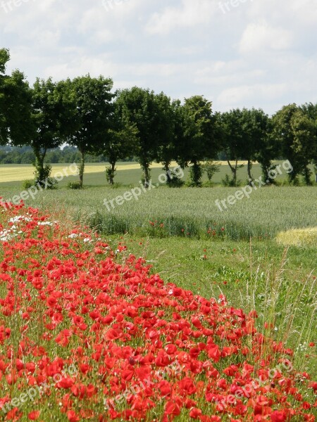 Poppies Red Landscape Red Poppy Free Photos