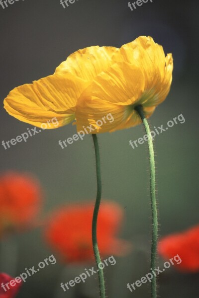 Early Summer Flowers Yellow Flowers Poppy Free Photos