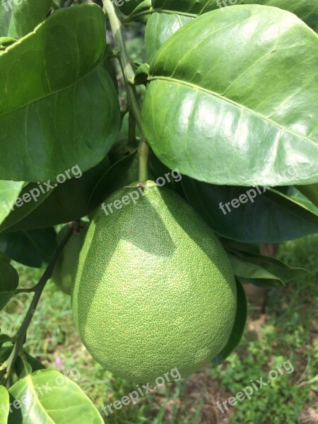 Grapefruit Trees Citron Leaf Grapefruit Grapefruit Grapefruit Free Photos