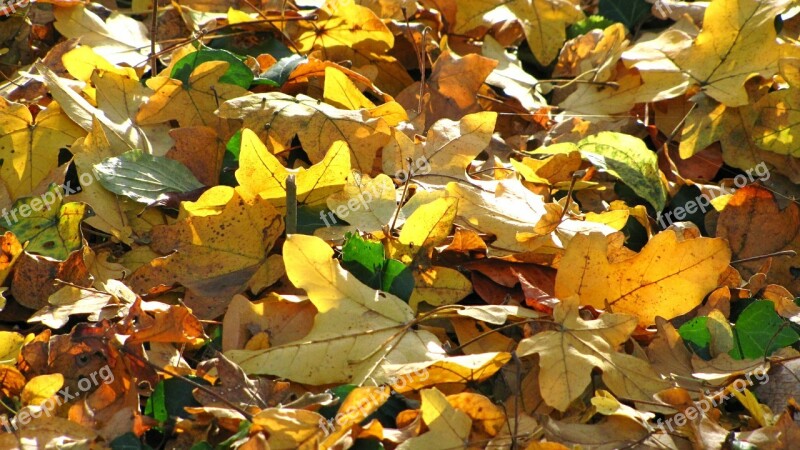 Leaves Autumn Fall Leaves Sun Colorful Leaves