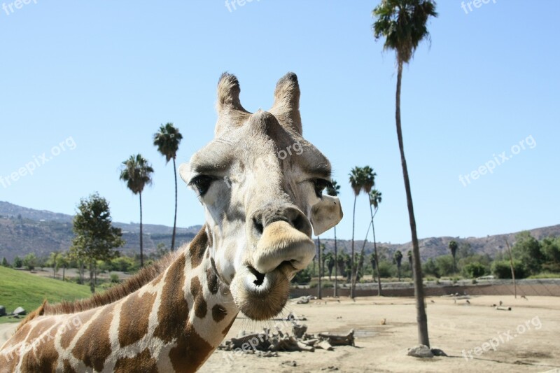 Giraffe Zoo San Diego Free Photos