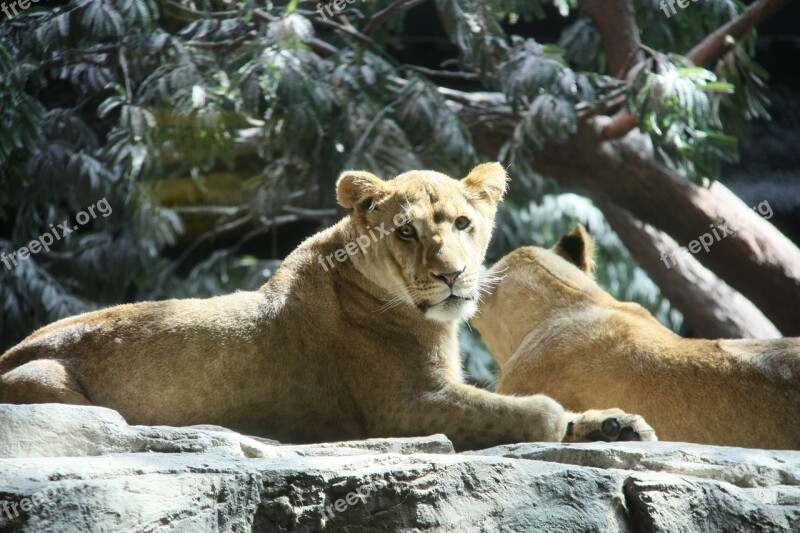 Lions Usa Mgm Free Photos