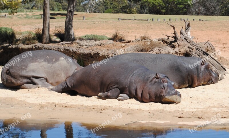 Hippo Hippopotamus Animal Resting Wildlife