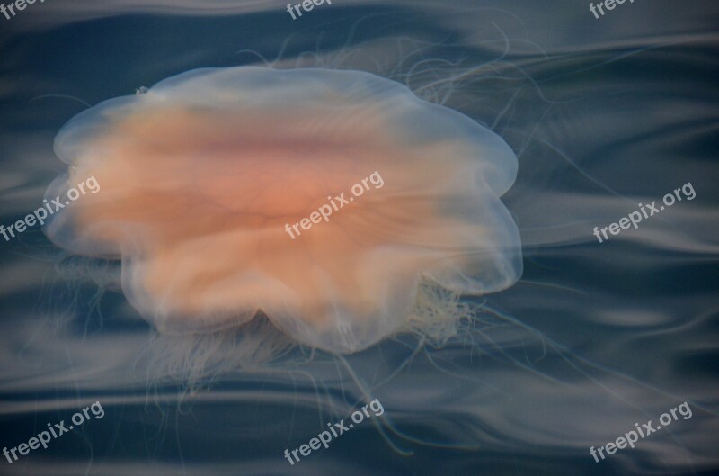 Jellyfish Sea Sweden Archipelago Marine Life