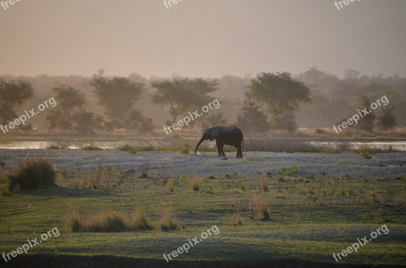 Africa Elephant African Bush Elephant Manapools Zimbabwe