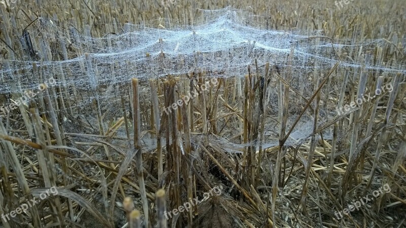 Stubble Spider Webs Spider Free Photos