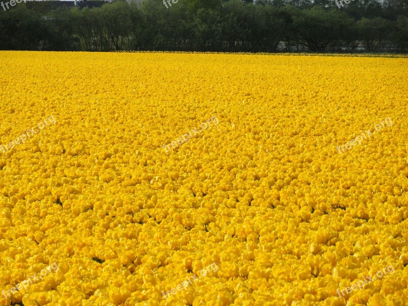 Flower Field Yellow Tulips Spring Bulbs