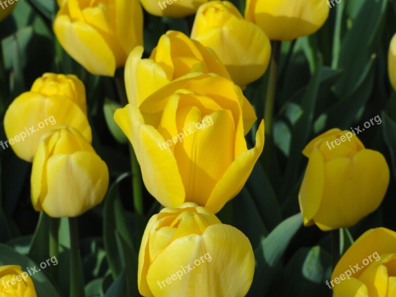 Flowers Tulips Yellow Spring Blooms