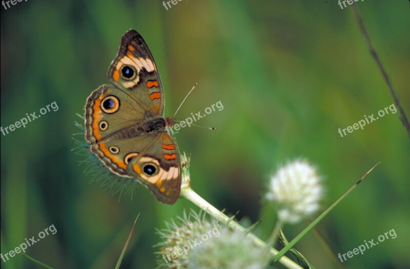 Butterfly Common Buckeye Plant Insect Brown