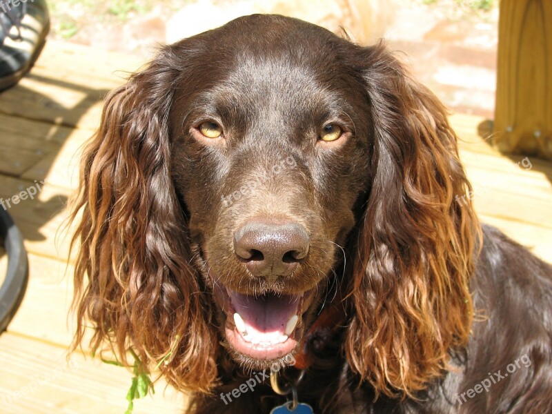 Working Dog Spaniel Sport Hunting Gun