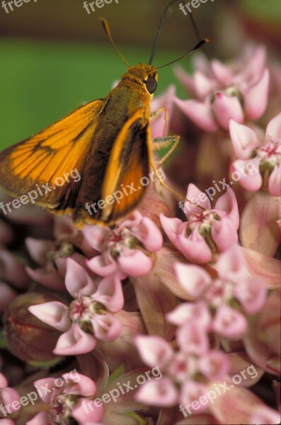 Butterfly Delaware Skipper Milkweed Plant Insect