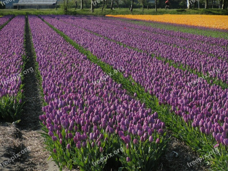 Flowers Tulips Field Varieties Plants