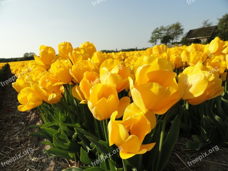 Flowers Yellow Tulips Blooms Spring