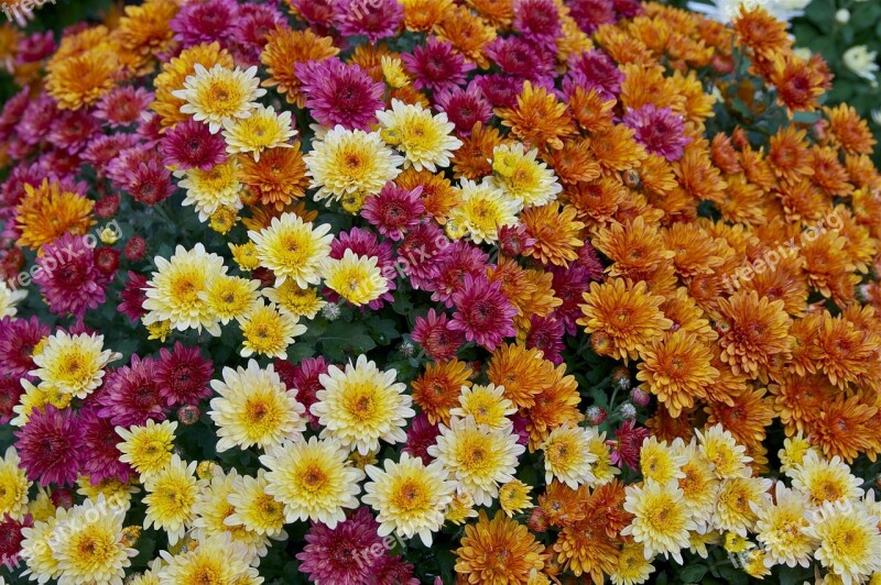 Flowers Color Variety Mums Floral Plants