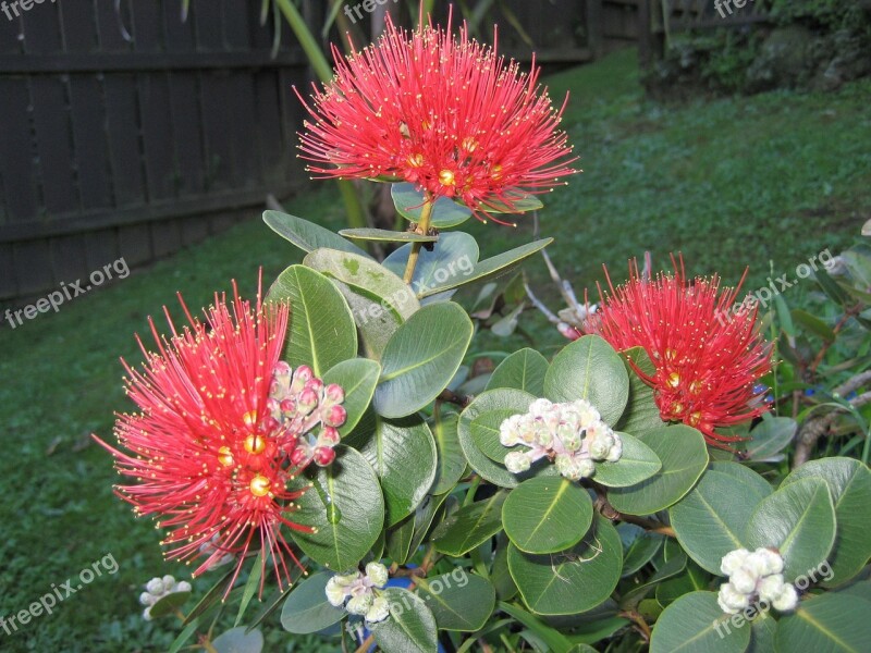 Flowers Vines Tree Shrub Floral