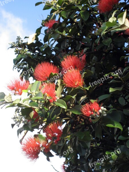 Flowers Vines Tree Shrub Floral