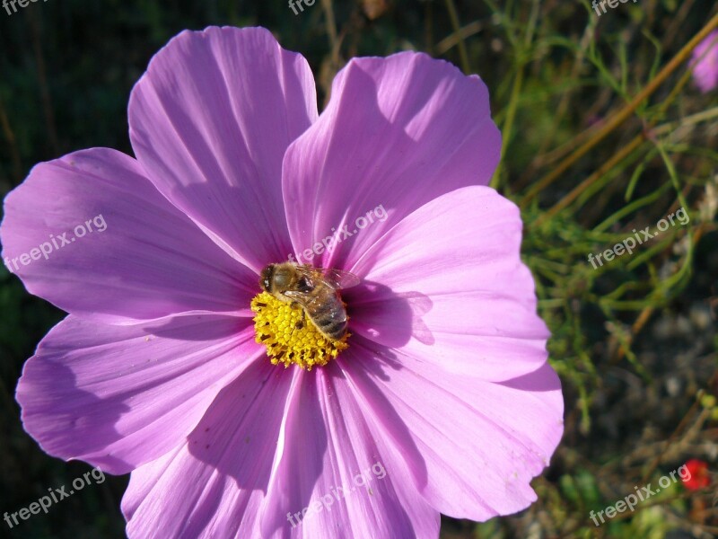 Flower Bloom Bee Blossom Plant