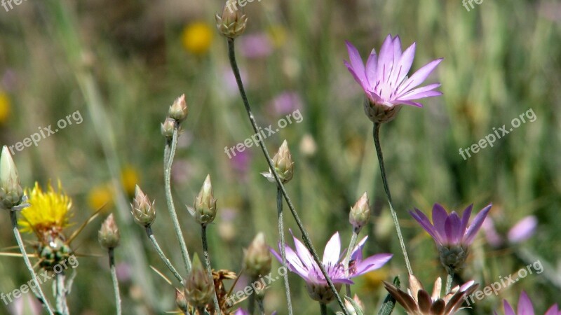 Flower Thistle Floral Day Green