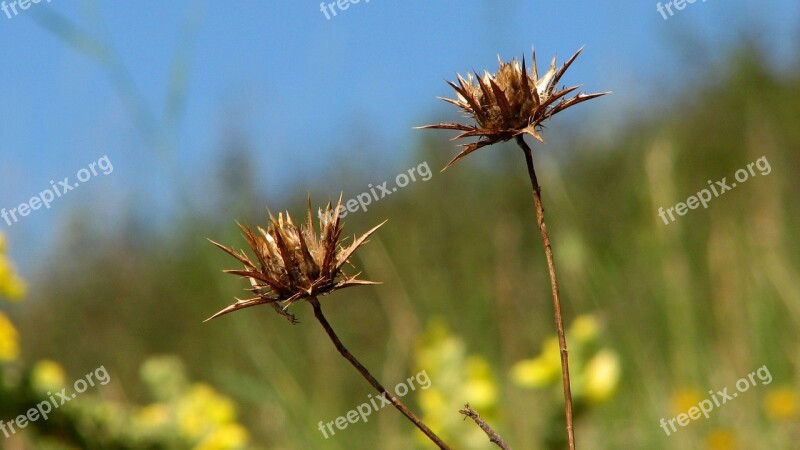 Flower Thistle Floral Day Green