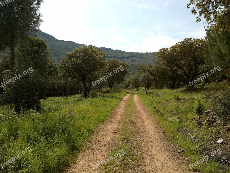 Rural Road Walking Path Field Landscape