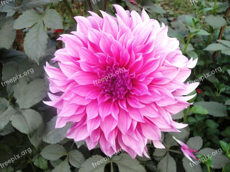 Flower Dahlia Pink Blooming Natural