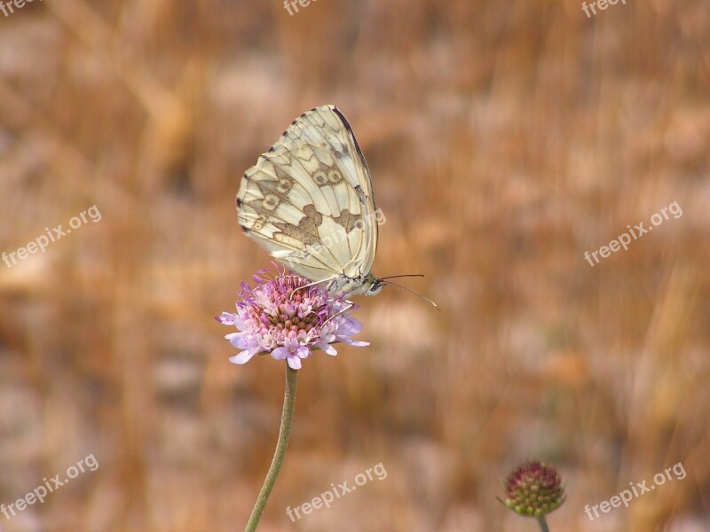 Butterfly Nature Flower Insect Freedom