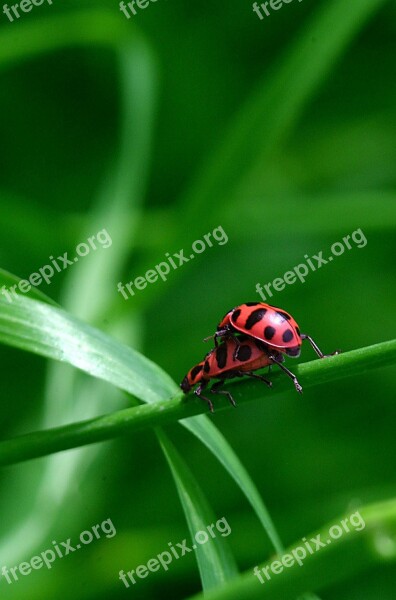 Ladybug Coupling Macro Free Photos