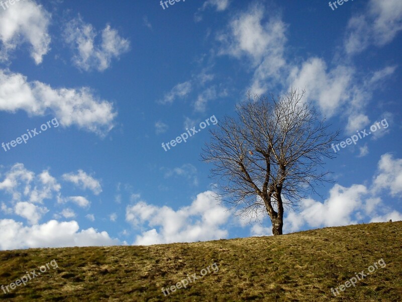 Tree Kahl Hill Sky Clouds