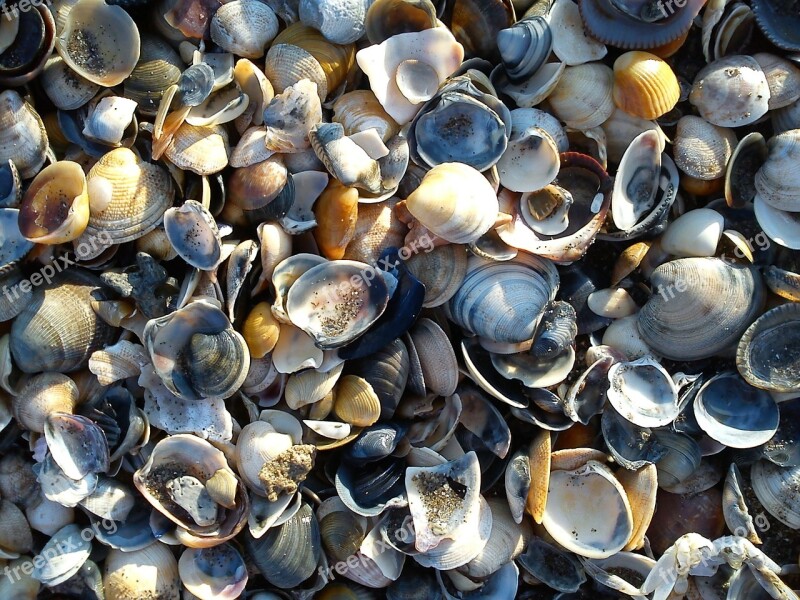 Mussels Colorful Many Close Shells