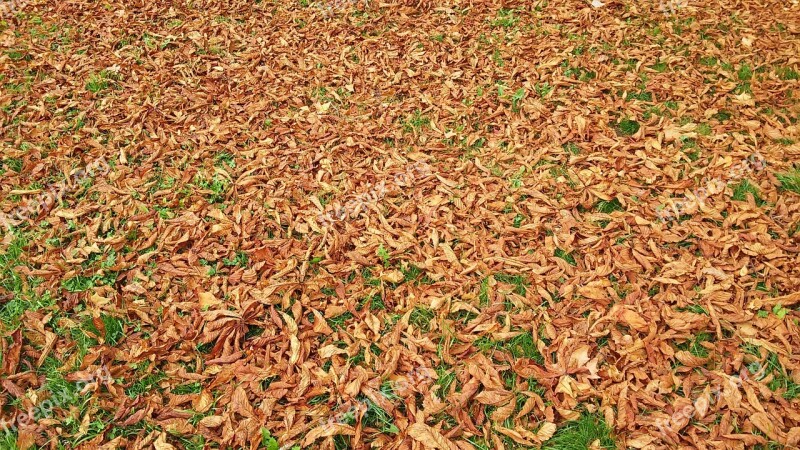 Fall Foliage Grass Autumn Park Brown