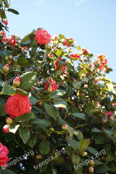 Camellia Flowers Blue Sky Free Photos