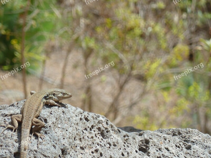 Lizard Mount Teide Tenerife Free Photos