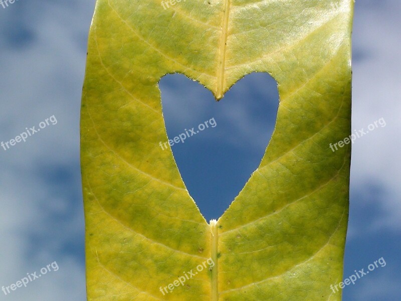 Heart Leaf Love Nature Symbol