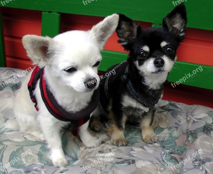 Chihuahua Dog Couple Pets Black White Free Photos