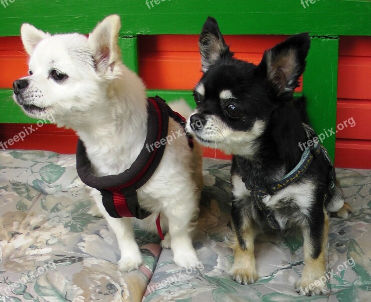 Dogs Chihuahua Couple Growl Barking