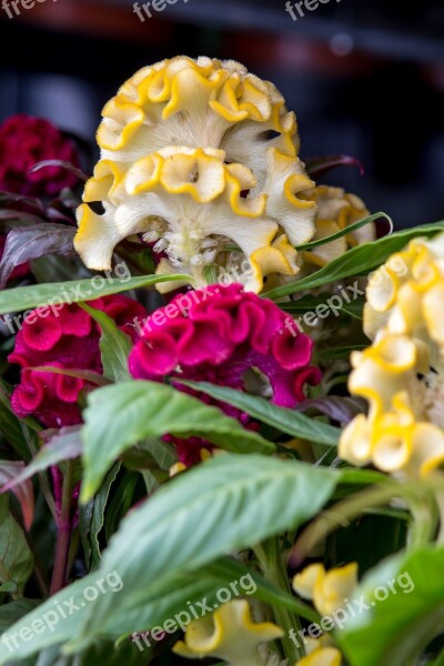 Celosia Flower Red Yellow Flora