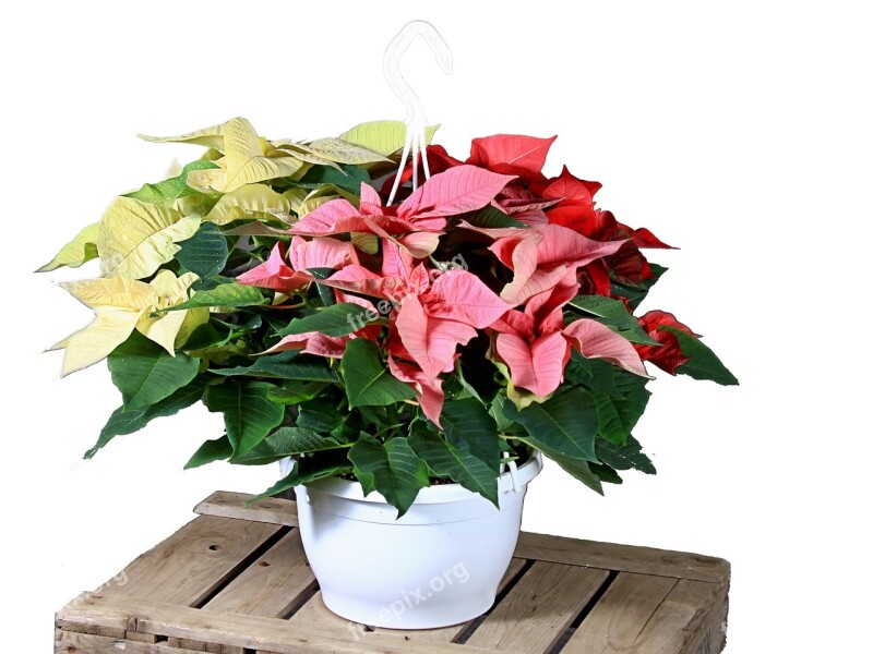 Poinsettia Red White Flower Christmas