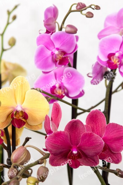 Orchid Phalaenopsis Butterfly Orchid Tropical Pink