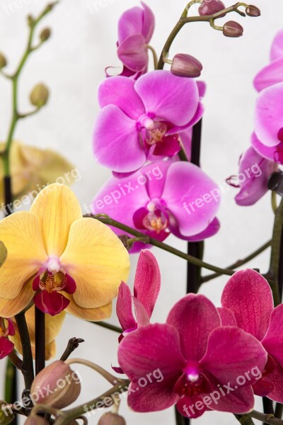 Orchids Phalaenopsis Butterfly Orchid Tropical Pink