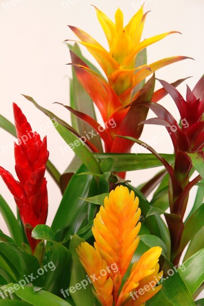 Bromeliads Guzmania Red Yellow Green