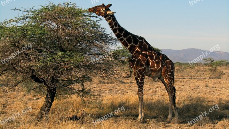 Giraffe Kenya Safari Samburu National Park Mammal