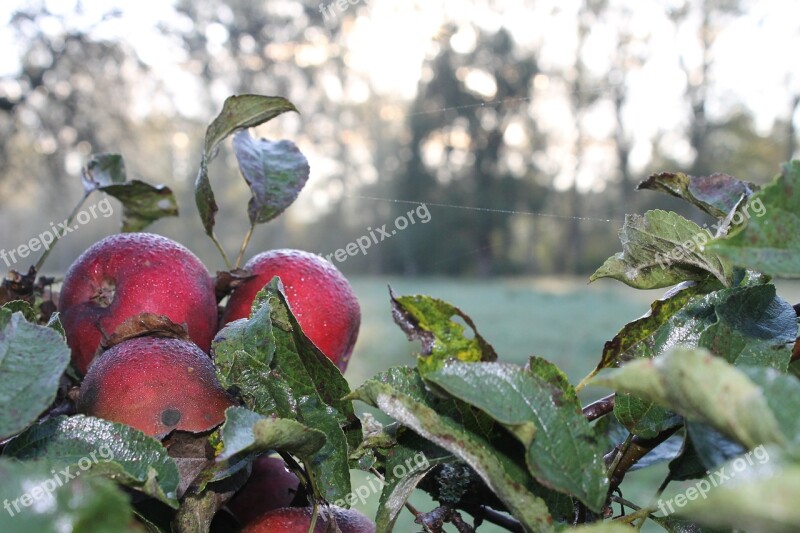 Apple Dew Green Dewdrop Leaves