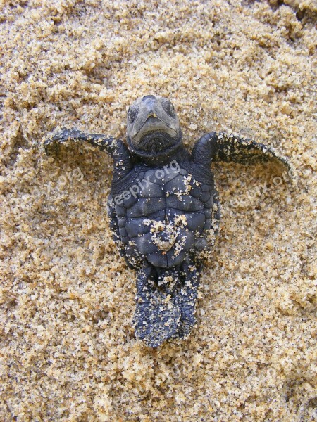 Baby Sea Turtle Olive Ridley Turtle Baby Newborn Endangered